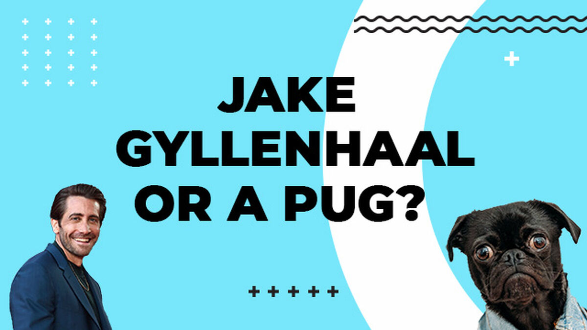 Jake Gyllenhaal or a Pug image number null